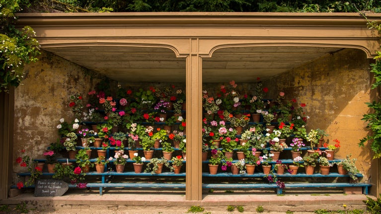A display of red, pink, purple and white Pelargoniums in terracotta pots sat on blue shelves